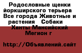 Родословные щенки йоркширского терьера - Все города Животные и растения » Собаки   . Ханты-Мансийский,Мегион г.